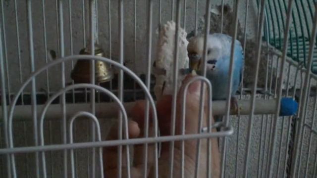 Попугай 1-й раз поел с руки смотреть онлайн