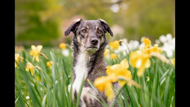 Village in the morning. Birds are singing. Roosters are crowing, crowing, dog is barking смотреть онлайн