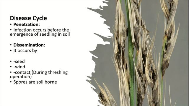 Covered Smut in Oats and Barley: Ustilago kolleri and Ustilago hordei | Agri Knowledge Corridor смотреть онлайн