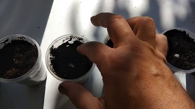 Сажаю хлопок. Первые результаты смотреть онлайн