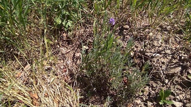 Грибные приключения в лесу