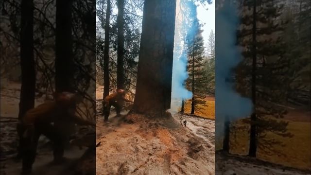 Горящее дерево ? изнутри смотреть онлайн