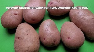 Сорт картофеля Петрович.