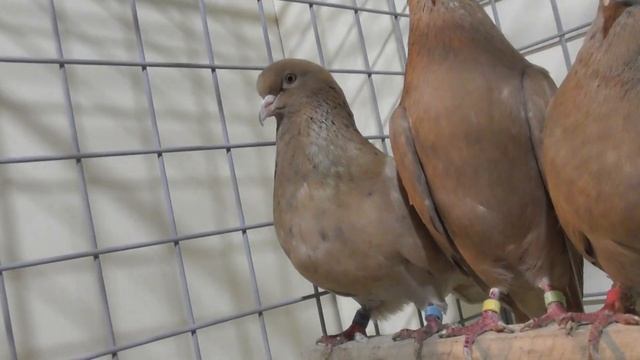 Голуби бакинские жёлтые смотреть онлайн