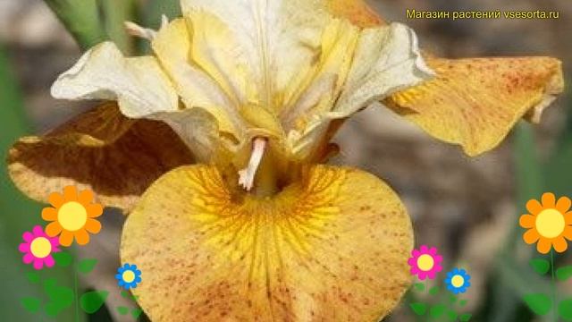 Ирис сибирский Баттерскотч Физ. Краткий обзор, описание Iris Sibirica Butterscotch Fizz