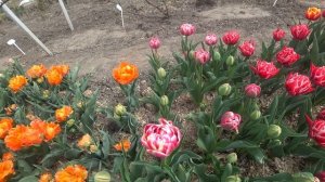 Обзор сортов махровых тюльпанов