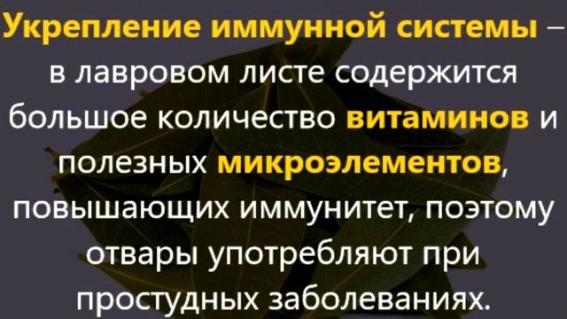 ЛАВРОВЫЙ ЛИСТ - КЛЮЧ К ВАШЕМУ ЗДОРОВЬЮ