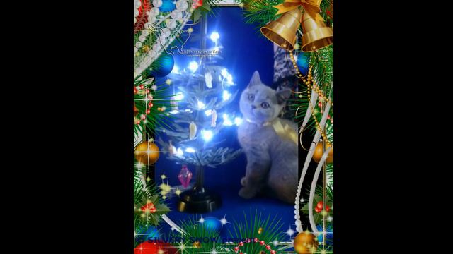 Бианка и ее знакомство с новогодней елочкой. смотреть онлайн