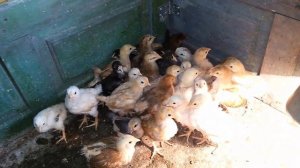 Птичий двор. Куры, гуси, утки, цесарки, индюки.