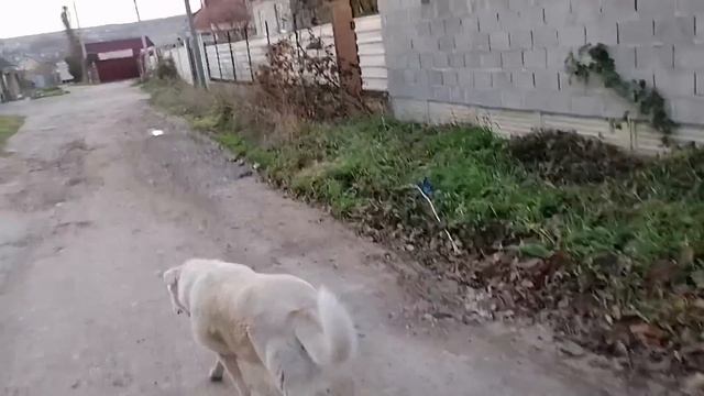 Субботний рассвет с Леди и Ночкой. Обсуждаем ваши комменты и детали сьемки бородатых "енотов" :)) смотреть онлайн