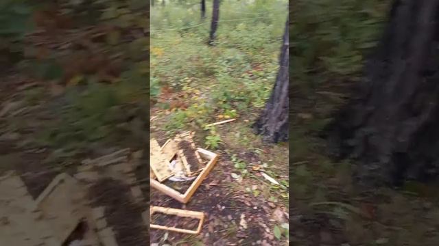 Разграбленная медведем пасека около города Свободного в Амурской области смотреть онлайн
