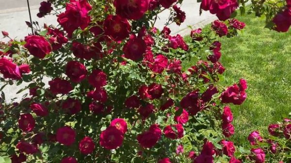 Rambling Rose in dark red