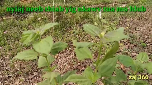 Nyiaj neeb thiab yig nkawv tua mo hlub 4/8/2019 смотреть онлайн