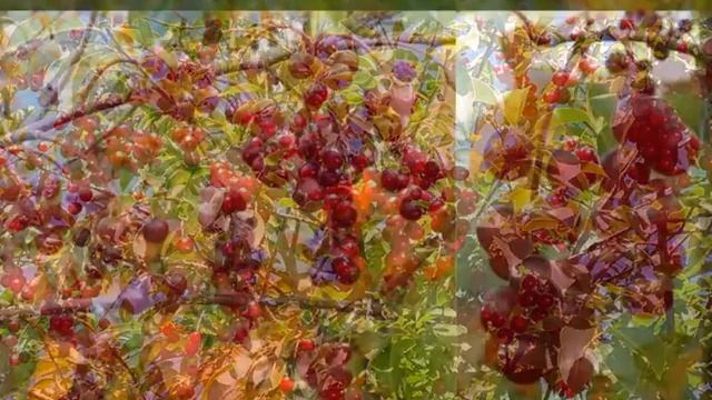 Черемуха виргинская