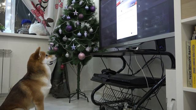 Ичи на охоте / Шиба-ину охотится на телевизор / the dog is hunting for TV смотреть онлайн