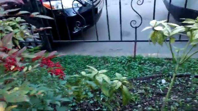 СОЧИ! ЦВЕТЫ В ФЕВРАЛЕ! смотреть онлайн