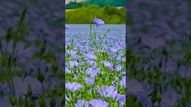 Какое постельное лучше? ? смотреть онлайн