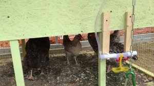 Курятник своими руками.