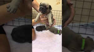 Щенки французского бульдога 3 недели