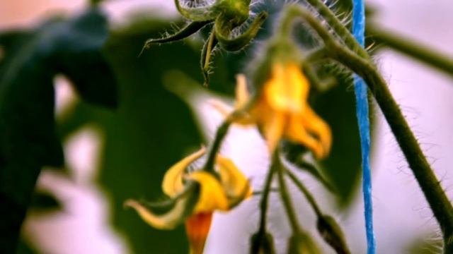 Томатная кисть. Canon 550D + SIGMA AF 18-200 смотреть онлайн