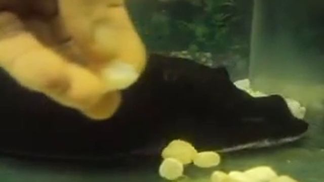скат смотреть онлайн