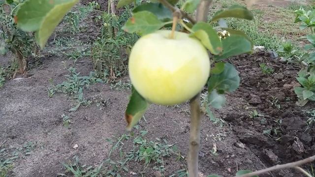 Белый налив первый урожай! смотреть онлайн