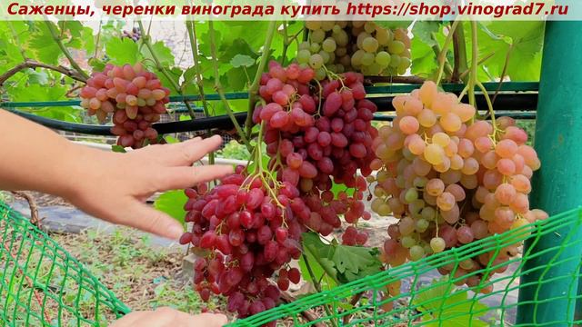 Парад сортов на 27.07.24 года - виноград Кишмиш КАЗАНТИП https://shop.vinograd7.ru смотреть онлайн