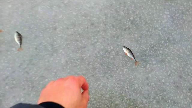 РЫБАЛКА НА ОКУНЯ ПО ПОСЛЕДНЕМУ ЛЬДУ//НЕ ЗРЯ ПРИШЛИ НА МЕЛКОВОДЬЕ!//PERCH FISHING// смотреть онлайн