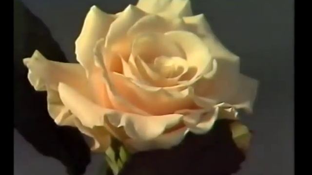 РОЗЫ Сергей ЧЕКАЛИНN Diamond ROSES song Sergei CHEKALIN смотреть онлайн