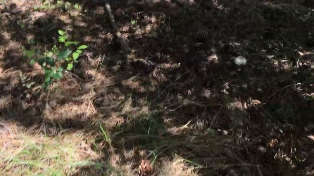 грибы в лесу - море шампиньонов! Agaricus смотреть онлайн