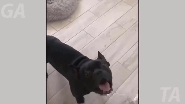 Самые Забавные  видео с домашними животными! Дают заряд прекрасного настроения! Лучшая подборка