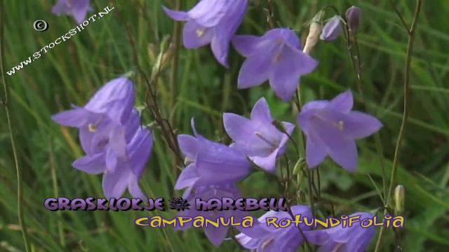 grasklokje - Campanula rotundifolia - Harebell смотреть онлайн