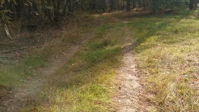 За грибами во второй половине сентября