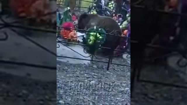 Бурый медведь на Восточном кладбище Ханты-Мансийска смотреть онлайн