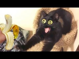 Я РЖАЛ ЦЕЛЫЙ ЧАС  СМЕШНЫЕ КОТЫ И СОБАКИ ДЛЯ ХОРОШЕГО НАСТРОЕНИЯ