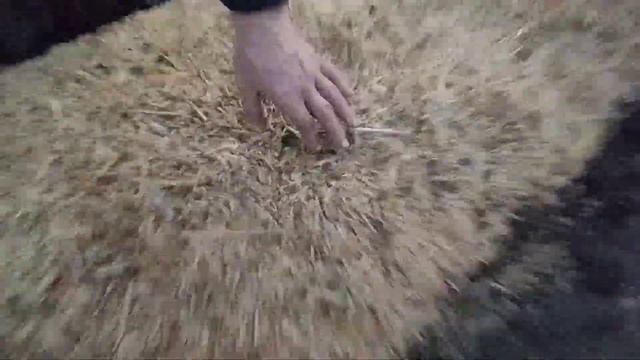 Всё о новых сортак клубники, подарок на день рождение ♥️ смотреть онлайн