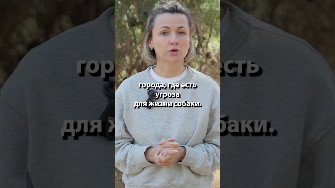 Идеальный поводок для вашей собаки: Как выбрать правильно? смотреть онлайн