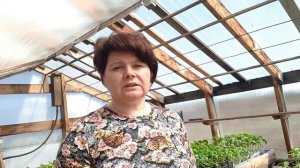ПРОСТЫЕ секреты отличной рассады помидор!