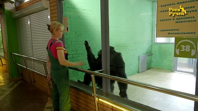 Наташа и Шимпанзе смотреть онлайн