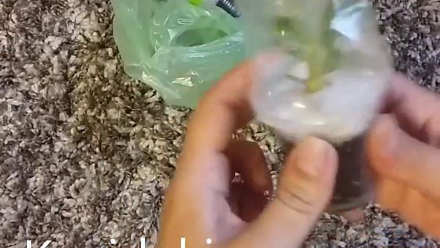 Детки Адениум анаконда, арабикум, бархатный покупка с пересылкой смотреть онлайн