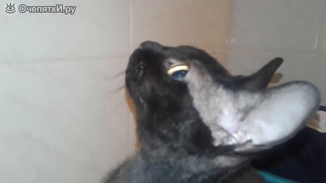 Кошка охотится на комара смотреть онлайн