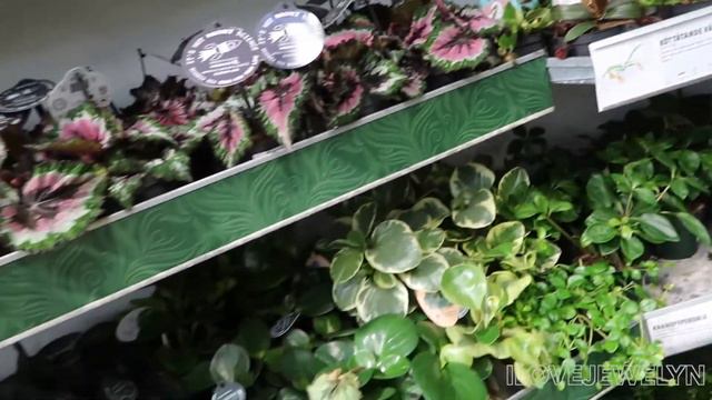 Planting with Jewelyn | Come with me: Plant shop in Stockholm, Sweden 2022 | ILOVEJEWELYN смотреть онлайн