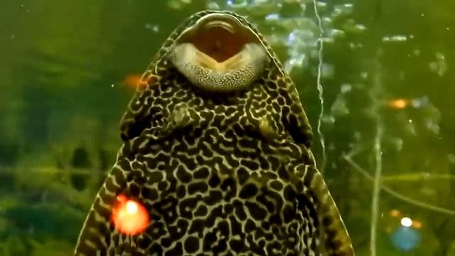 Funny fish: Ancistrus / Смешная рыба: Анциструс смотреть онлайн