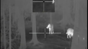 Охота на кабана с тепловизионным прицелом