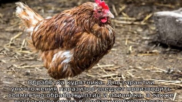 Энтомозан C: инструкция по применению для кур (как разводить)