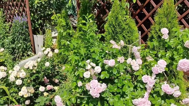 Роза Жасмина (Jasmina, Kordes 2005) Нежнейшая красавица , обзор. смотреть онлайн