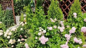 Роза Жасмина (Jasmina, Kordes 2005) Нежнейшая красавица , обзор.