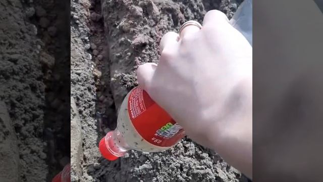 Гигантская морковь выросла! Морковь БЕЗ прореживания -100% результат! Крахмальный метод. смотреть онлайн