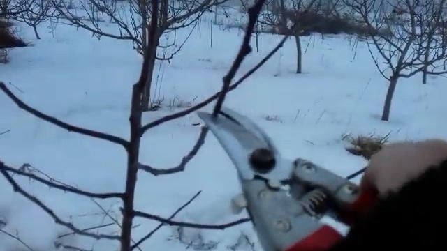Обрезка двухлетней яблони смотреть онлайн