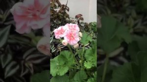 #47. Пеларгония Jagershus Borre. Куст первогодка. Мои впечатления.